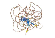 Anti-Mouse COL2A1 Antibody (C11)