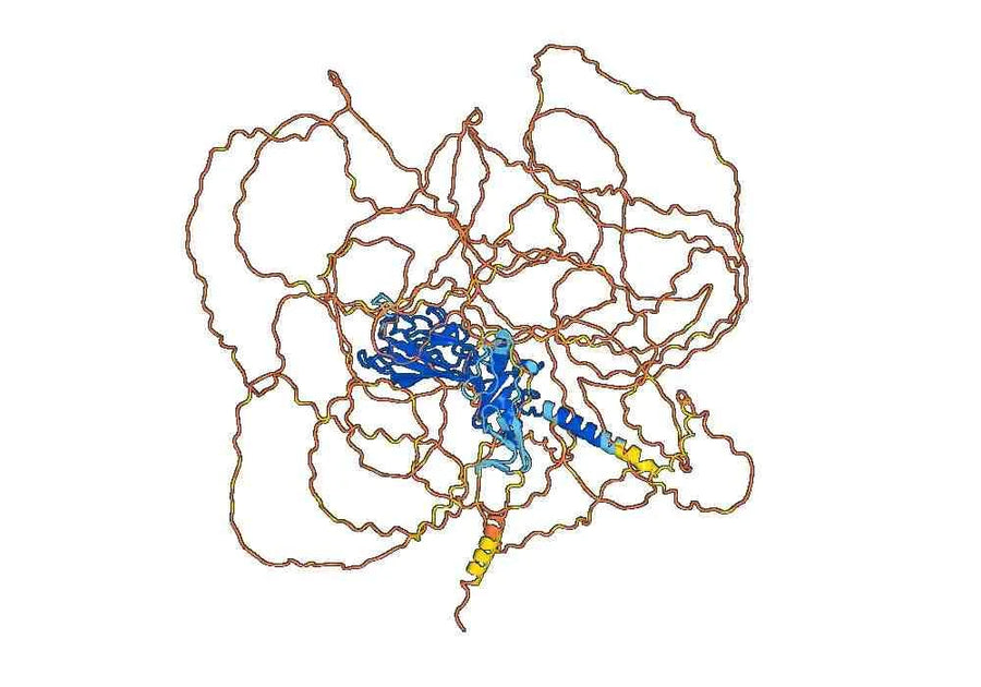 Anti-Mouse COL2A1 Antibody (C11)