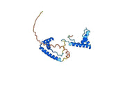 Anti-Mouse HMGB1 Antibody (DPH1.1)