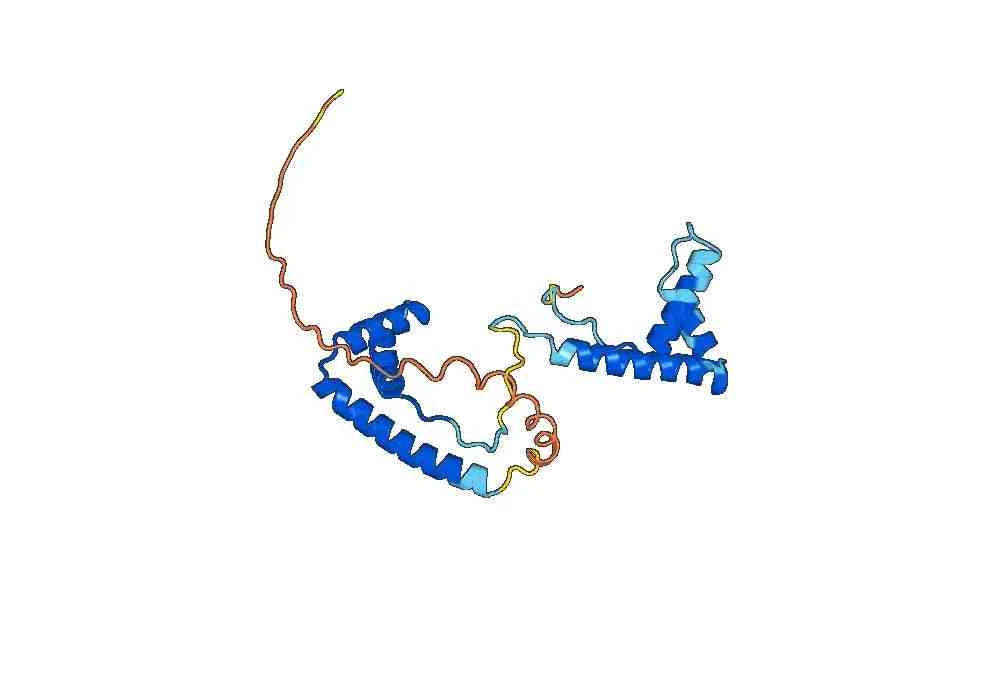 Anti-Mouse HMGB1 Antibody (DPH1.1)