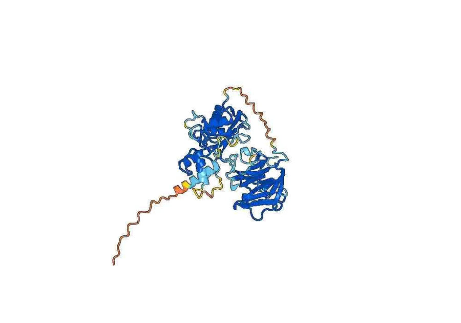 Anti-Mouse MMP3 Antibody (CH01)