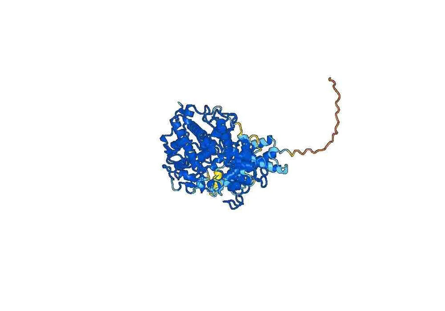 Anti-Mouse MPO/Myeloperoxidase Antibody (6D6)