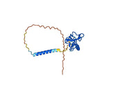 Anti-Mouse NKG2D Antibody (CX5)