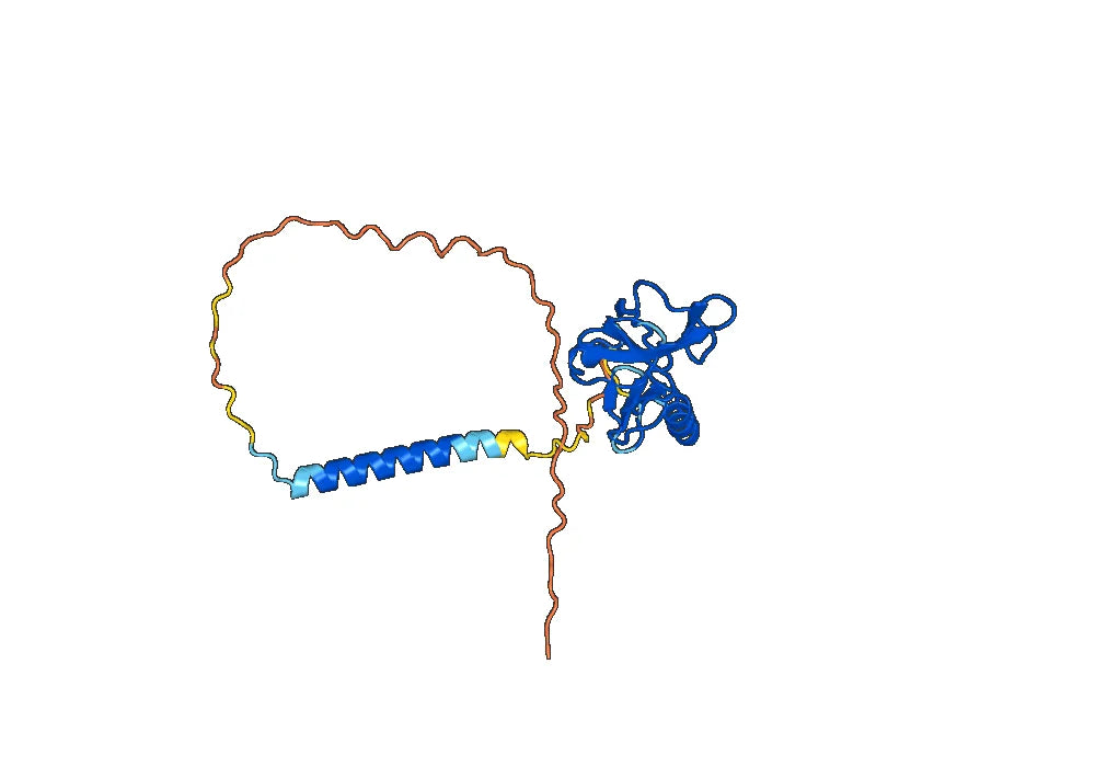 Anti-Mouse NKG2D Antibody (CX5)