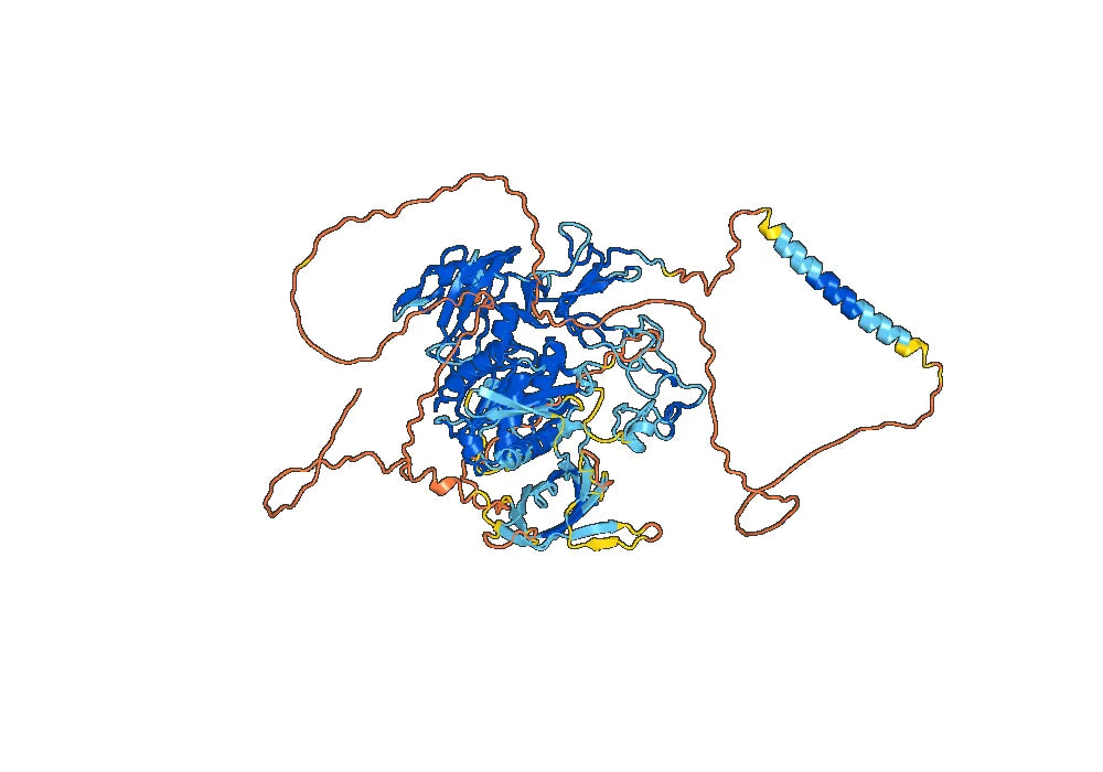 Anti-Mouse/Rat ADAM22 Antibody (SAA0491)