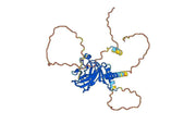 Anti-Mouse TP53/p53 Antibody (PAb242)