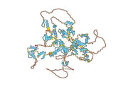 Anti-Mouse ZNF423 Antibody (N328B/37R)
