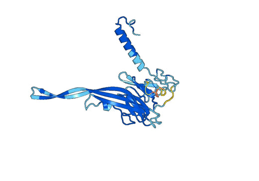 Anti-MPEG1 Polyclonal antibody