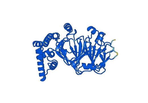 Anti-MPI Polyclonal antibody