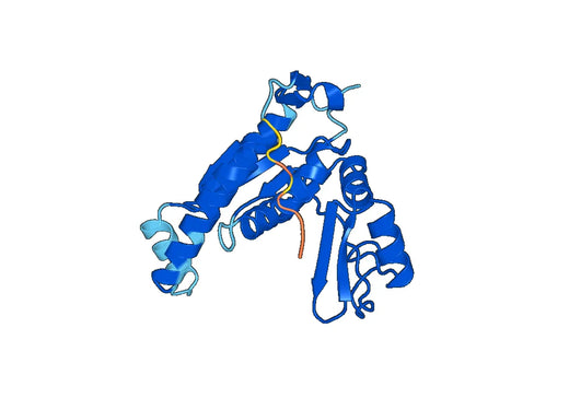 Anti-MPP5 Polyclonal antibody