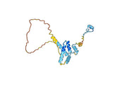 Anti-MRE11 Polyclonal antibody