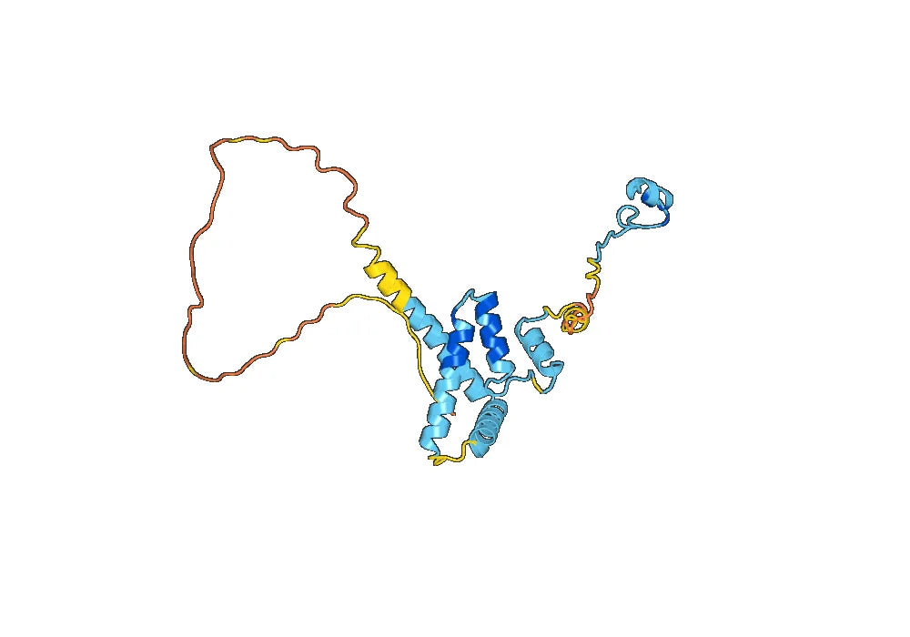 Anti-MRE11 Polyclonal antibody
