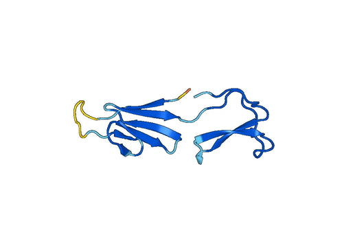 Anti-MSMB Polyclonal antibody