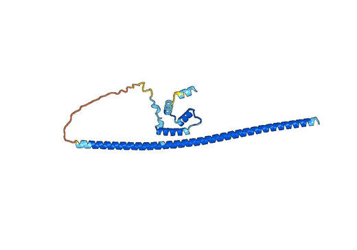 Anti-MSN Polyclonal antibody