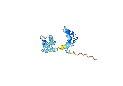 Anti-MYL2 Polyclonal antibody