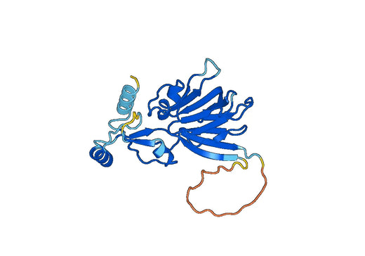 Anti-NADK Polyclonal antibody