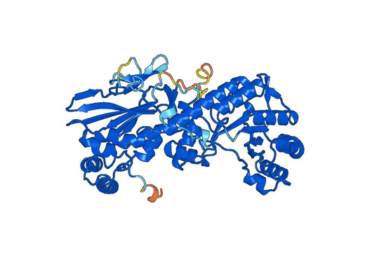 Anti-NAMPT Polyclonal antibody