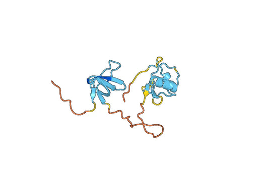 Anti-NCF2 Polyclonal antibody