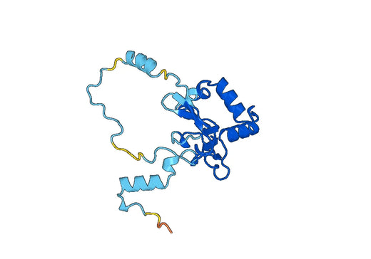 Anti-NDUFS1 Polyclonal antibody