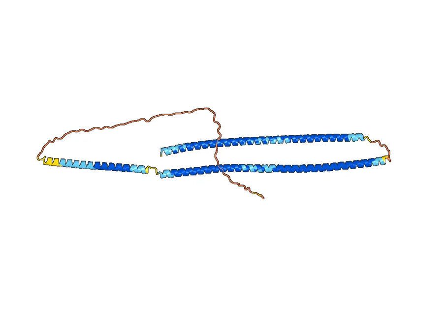 Anti-NEFL Polyclonal antibody