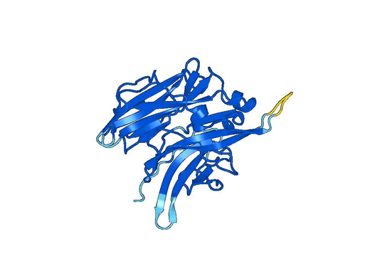 Anti-NEU4 Polyclonal antibody