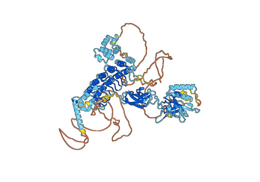 Anti-NFKB1 Polyclonal antibody
