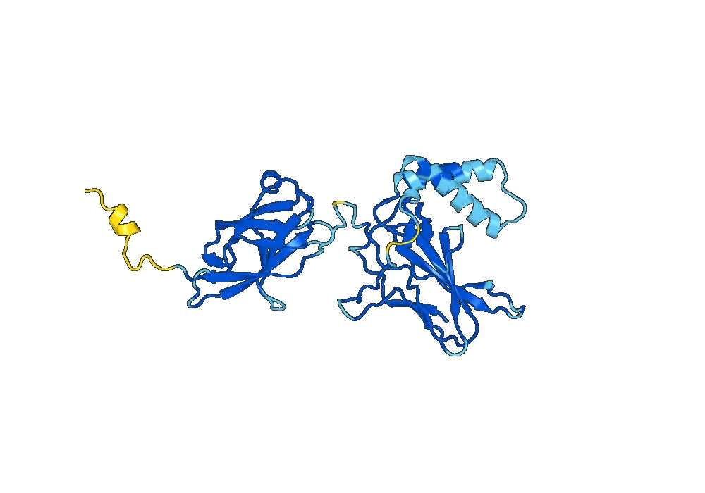 Anti-NFKB2 Polyclonal antibody