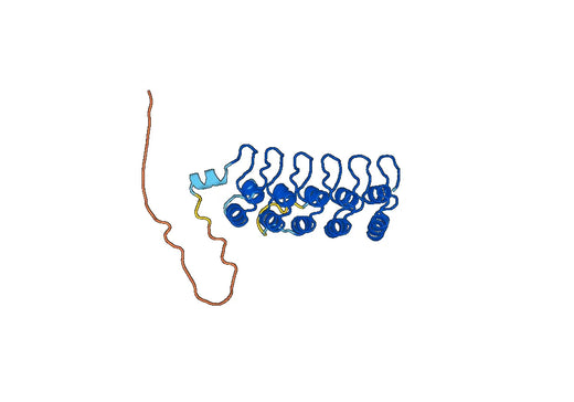 Anti-NFKBIE Polyclonal antibody