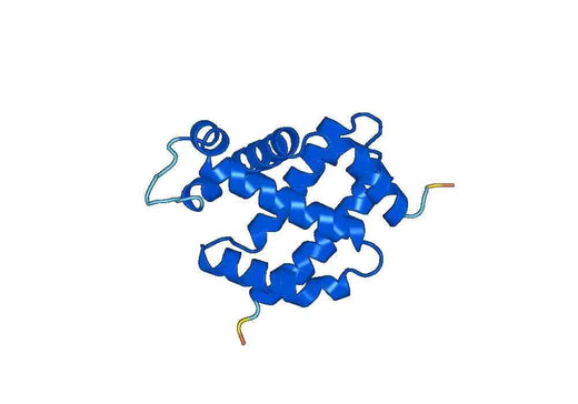 Anti-NGB Polyclonal antibody