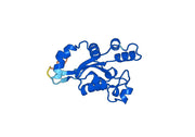 Anti-NME6 Polyclonal antibody