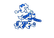 Anti-NQO1 Polyclonal antibody