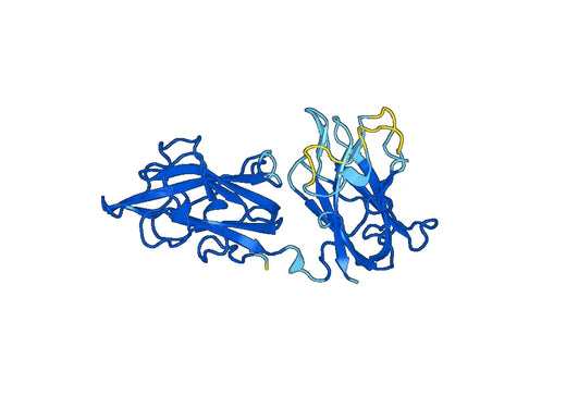 Anti NRP1 polyclonal antibody
