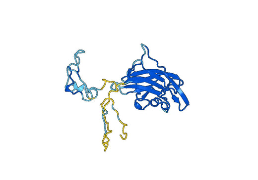 Anti-NRP2 Polyclonal antibody