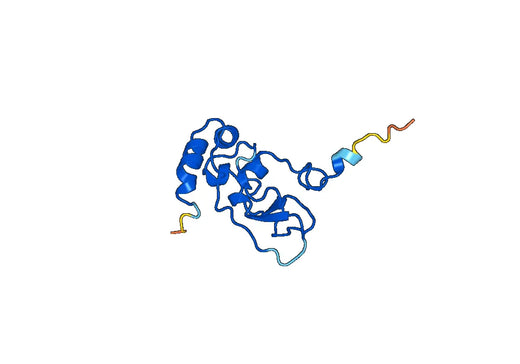 Anti-NSP10 polyclonal antibody