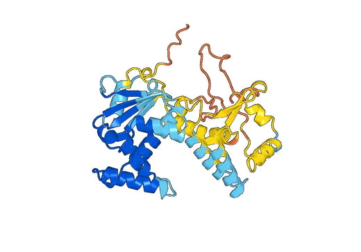 Anti-NSP12 polyclonal antibody