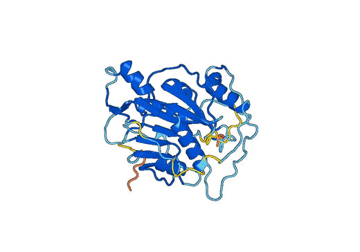 Anti-NSP16 polyclonal antibody