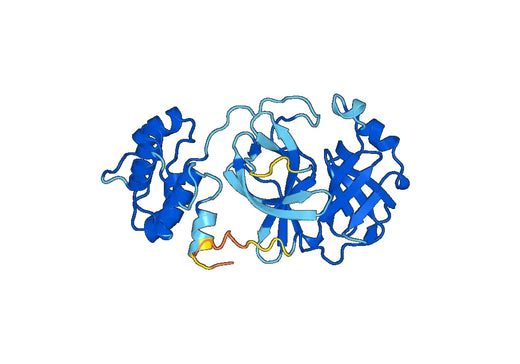 Anti-NSP5 3Cl pro polyclonal antibody