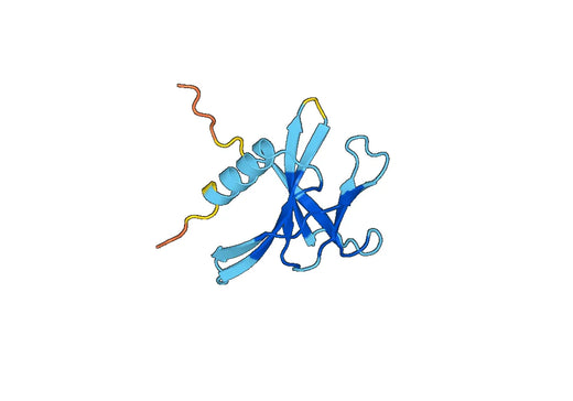 Anti-NSP9 polyclonal antibody