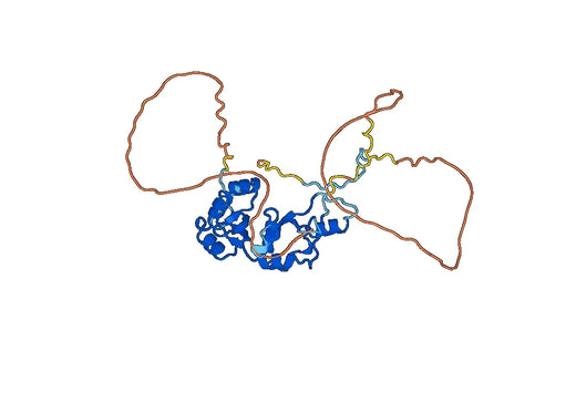 Anti-NSUN2 Polyclonal antibody