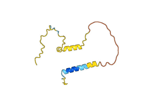 Anti-NTF3 Polyclonal antibody