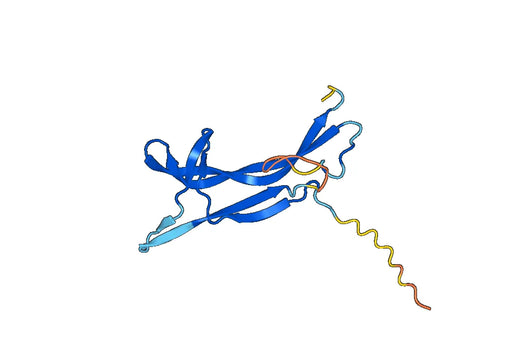 Anti-NTF4 Polyclonal antibody