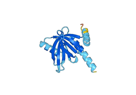 Anti-NUMBL Polyclonal antibody