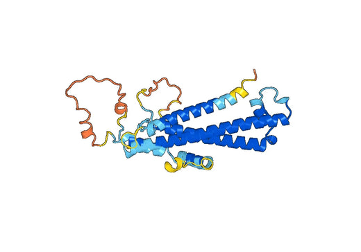 Anti-NUP205 Polyclonal antibody