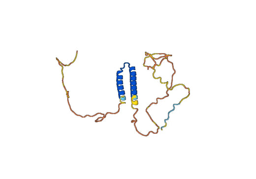 Anti-NUP50 Polyclonal antibody
