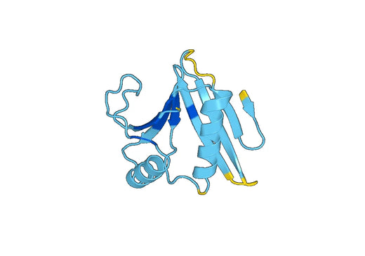 Anti-OAZ1 Polyclonal antibody