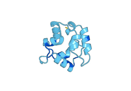 Anti-OCM Polyclonal antibody