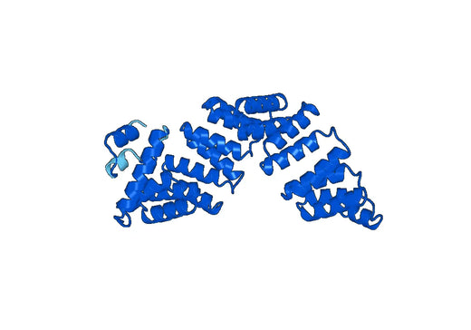 Anti-OGT Polyclonal antibody