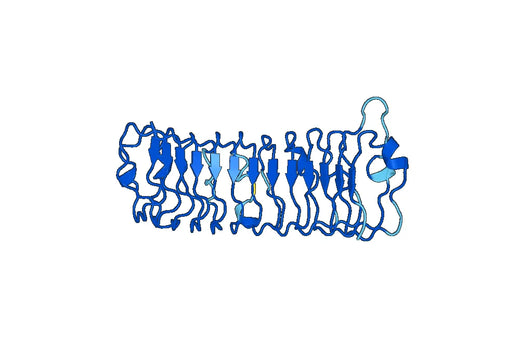 Anti-Osteomodulin/OMD Polyclonal Antibody