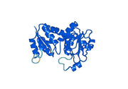 Anti-OTC Polyclonal antibody