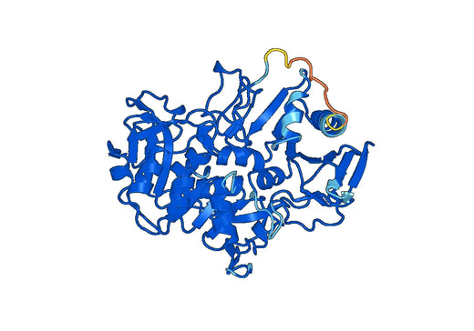 Anti-OXCT1 Polyclonal antibody